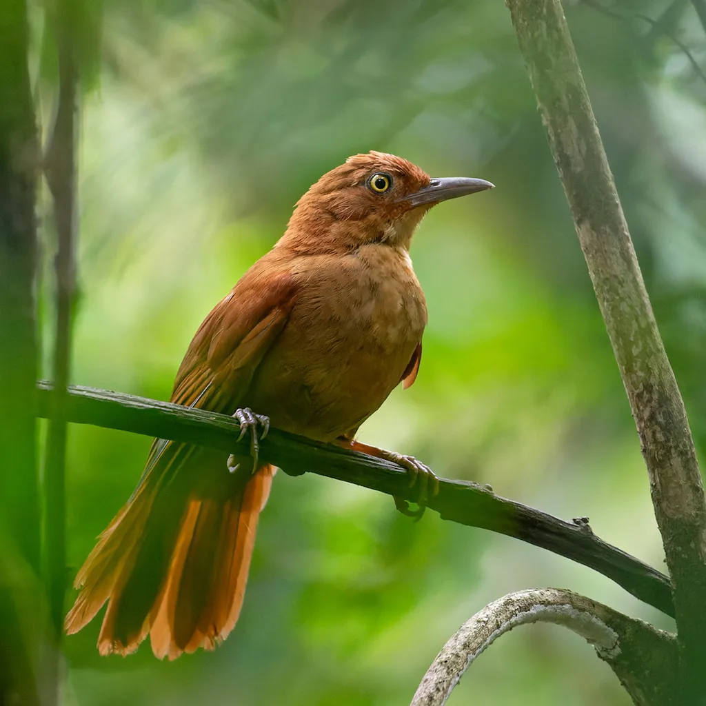栗顶拾叶雀（Clibanornis rectirostris）