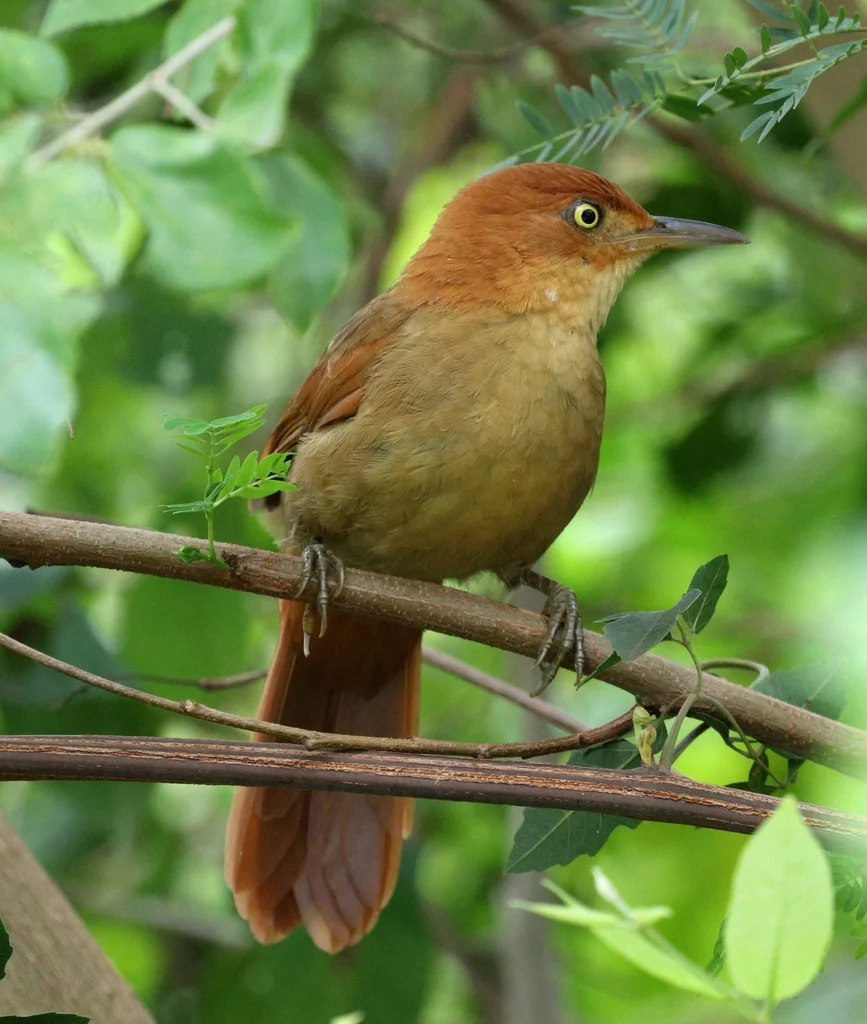栗顶拾叶雀（Clibanornis rectirostris）