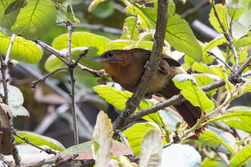 锈色拾叶雀（Clibanornis rubiginosus）