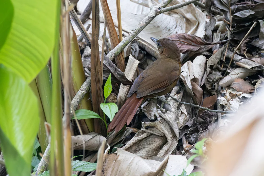 锈色拾叶雀（Clibanornis rubiginosus）