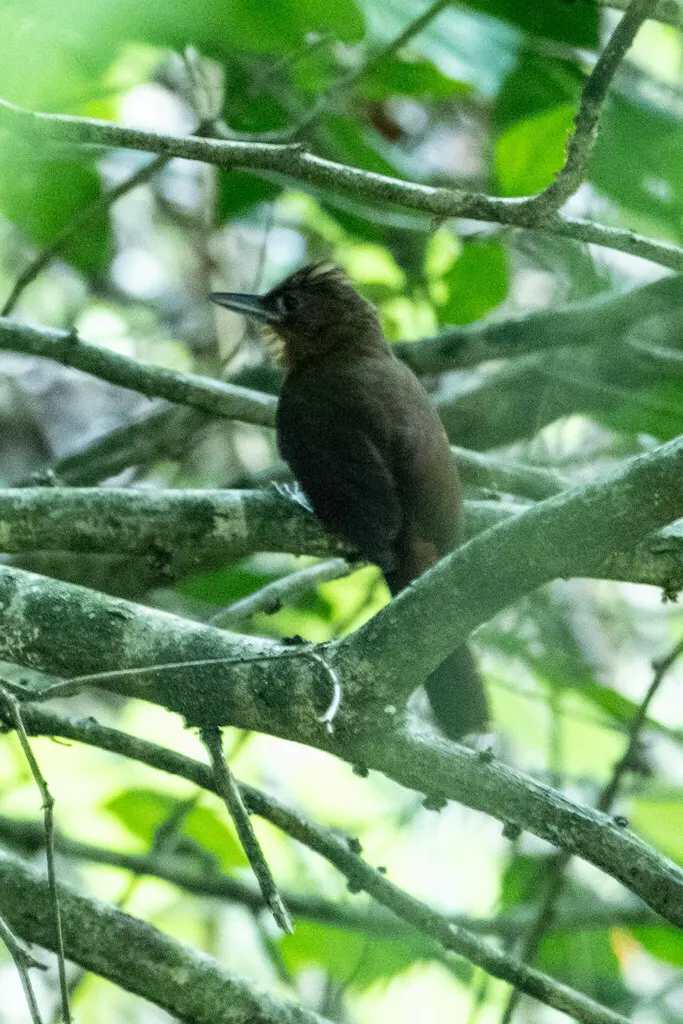 圣玛尔塔拾叶雀(Clibanornis rufipectus)