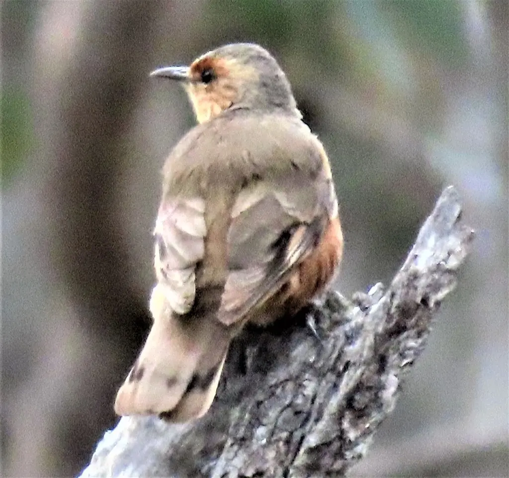 棕短嘴旋木雀(Climacteris rufus)