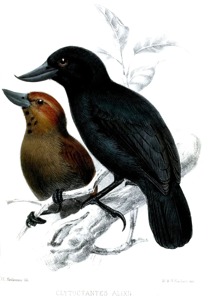 翘嘴丛蚁鵙(Clytoctantes alixii)