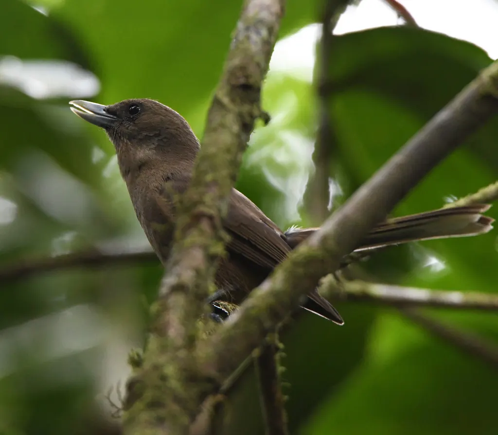 南鵙嘴鹟(Clytorhynchus pachycephaloides)