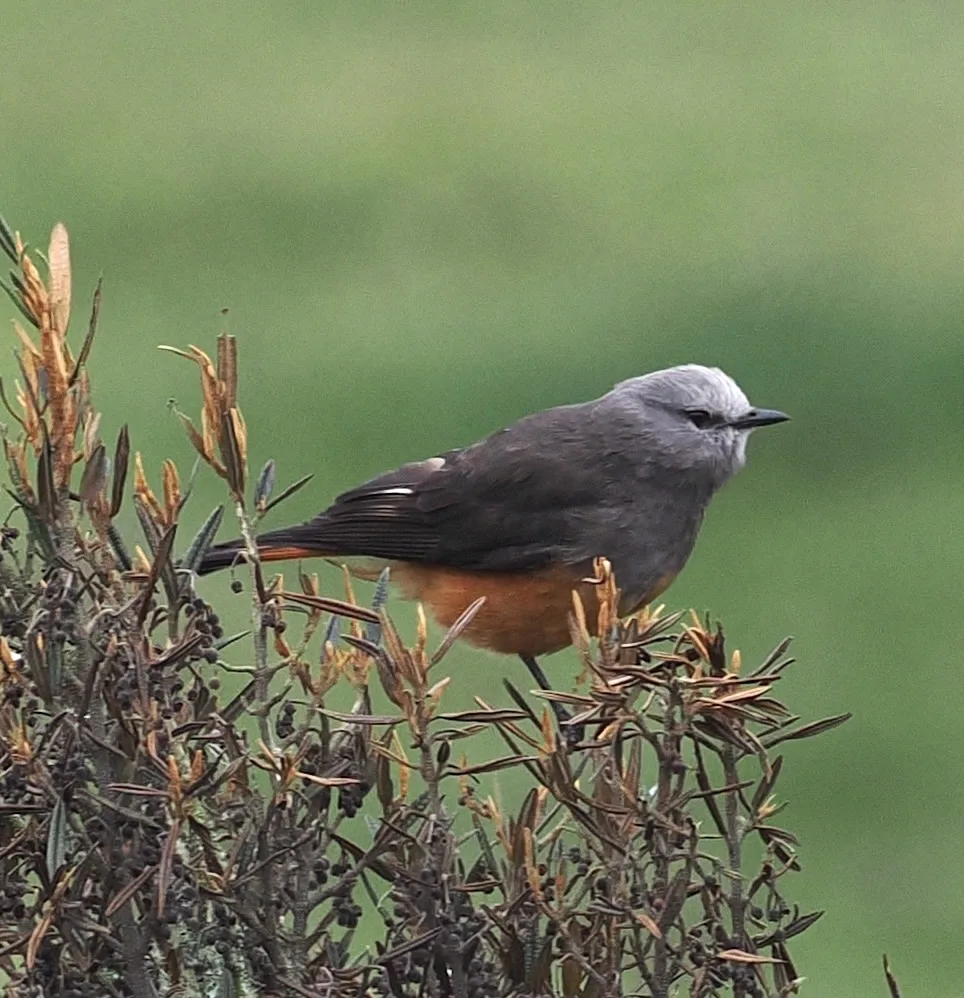 红腰丛霸鹟(Cnemarchus erythropygius)