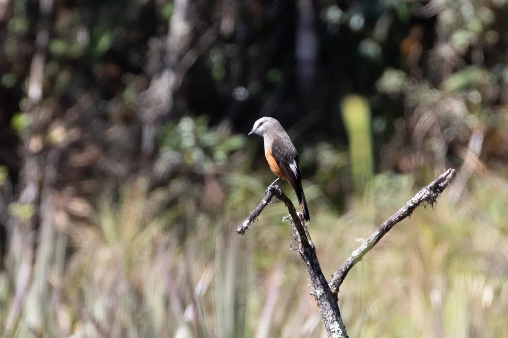 红腰丛霸鹟(Cnemarchus erythropygius)