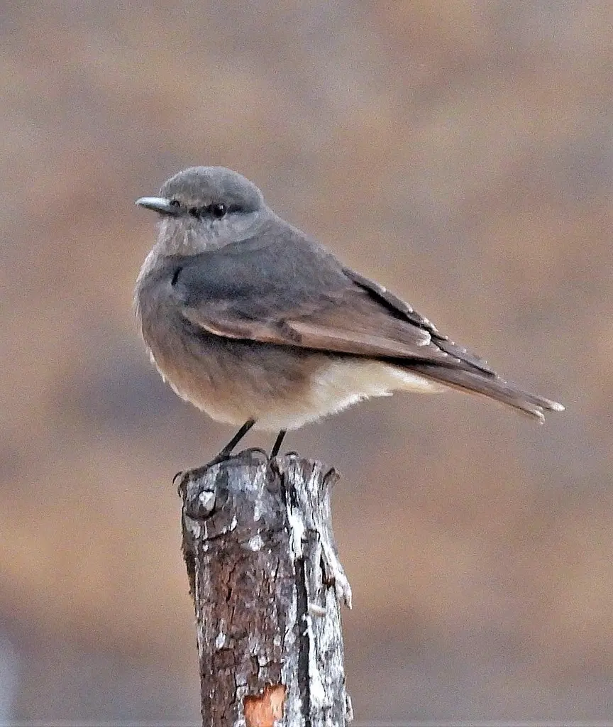 丛霸鹟(Cnemarchus rufipennis)