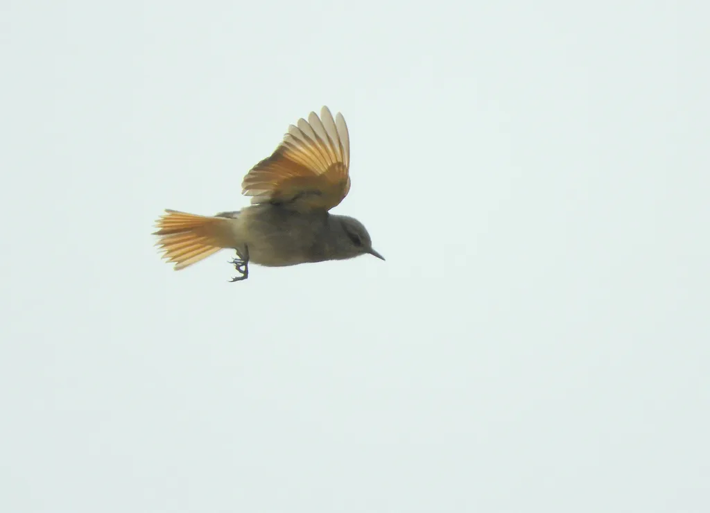丛霸鹟(Cnemarchus rufipennis)