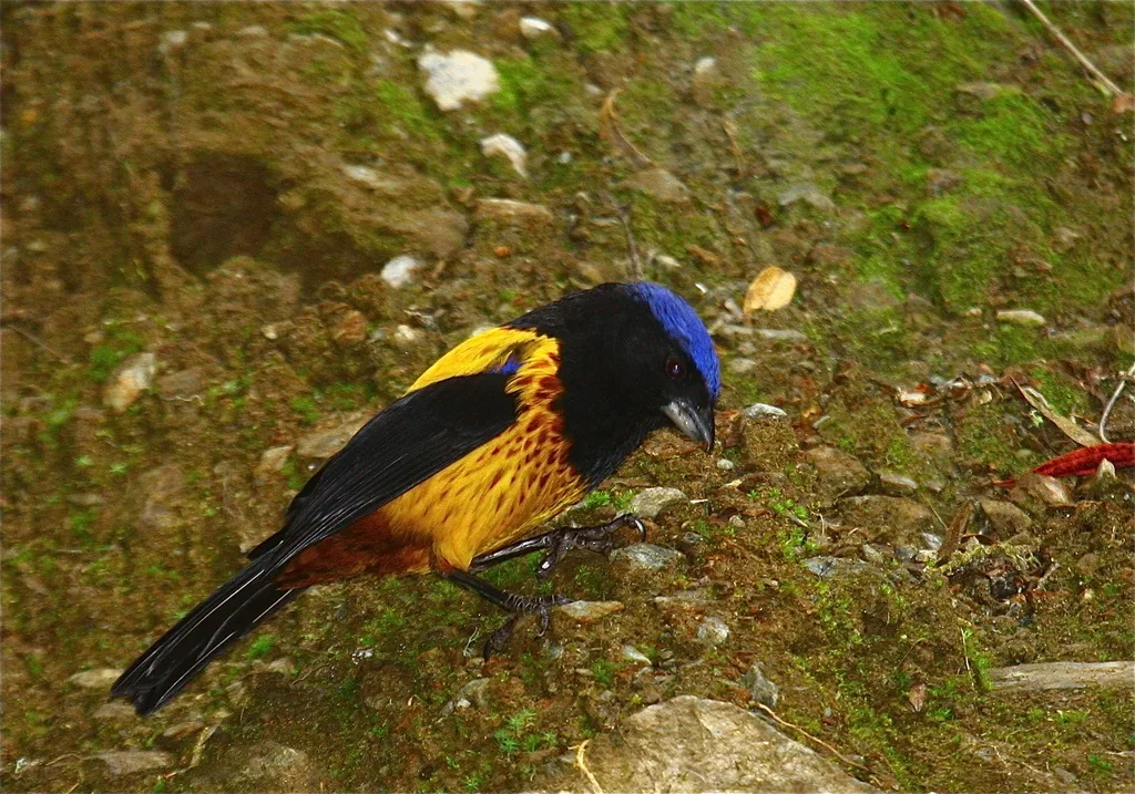 金背山裸鼻雀(Cnemathraupis aureodorsalis)
