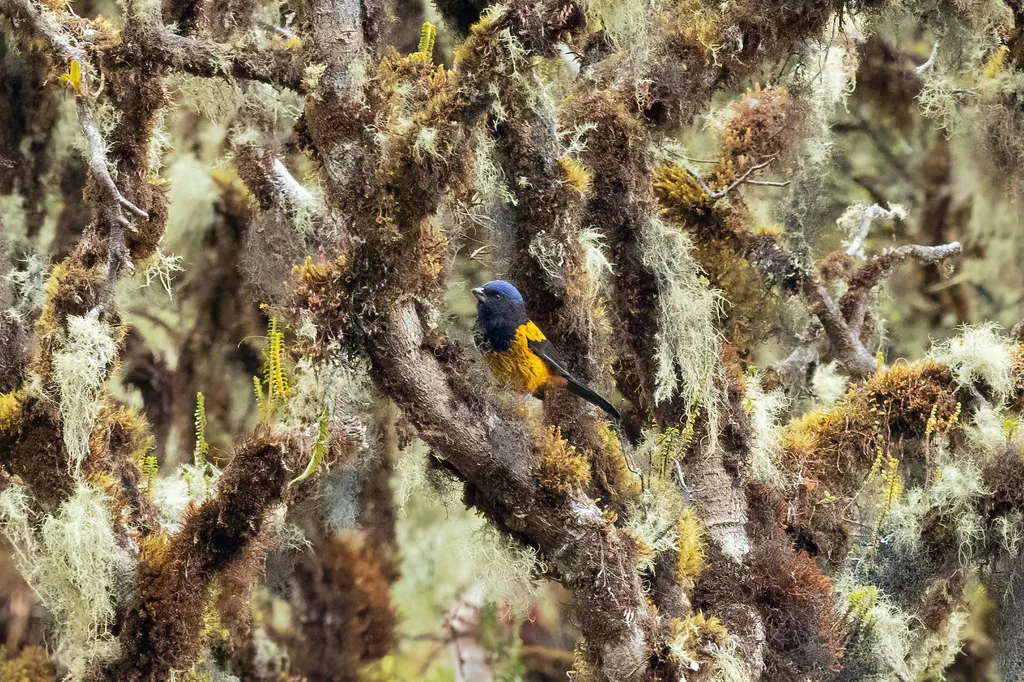 金背山裸鼻雀(Cnemathraupis aureodorsalis)