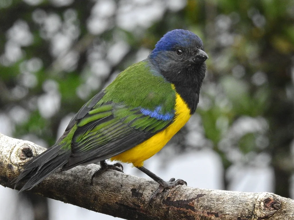 黑胸山裸鼻雀(Cnemathraupis eximia)