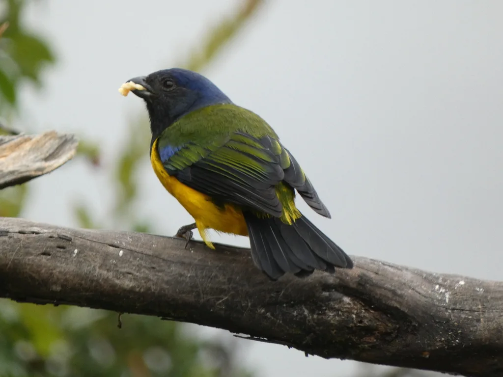 黑胸山裸鼻雀(Cnemathraupis eximia)