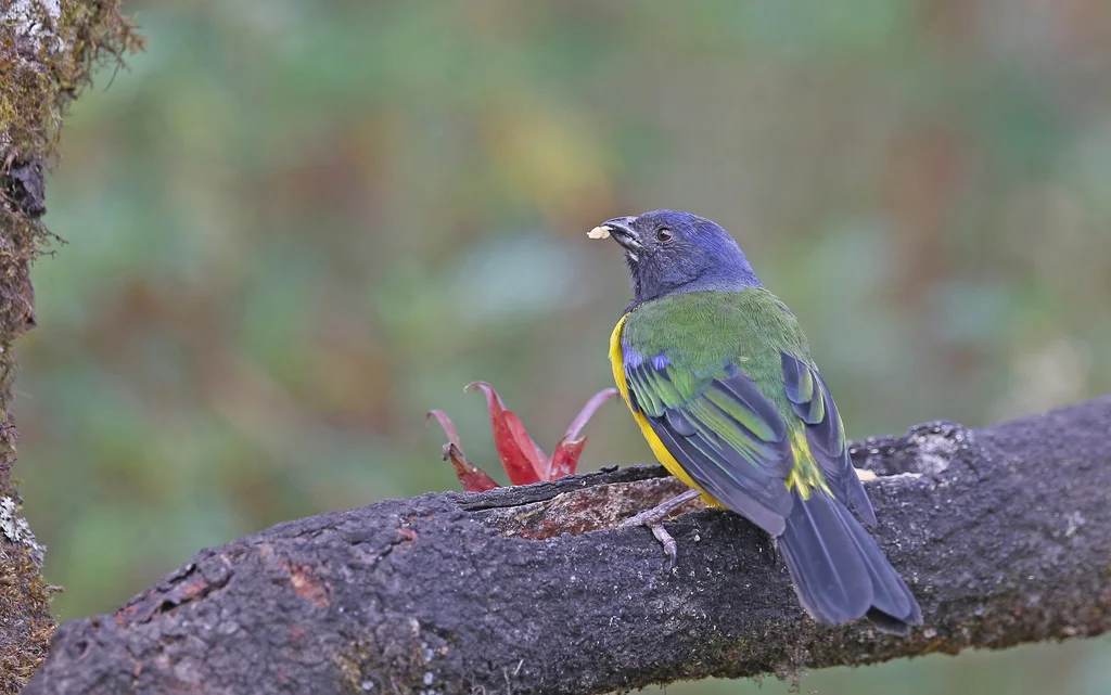 黑胸山裸鼻雀(Cnemathraupis eximia)