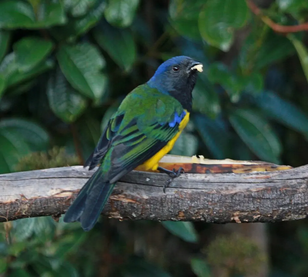 黑胸山裸鼻雀(Cnemathraupis eximia)