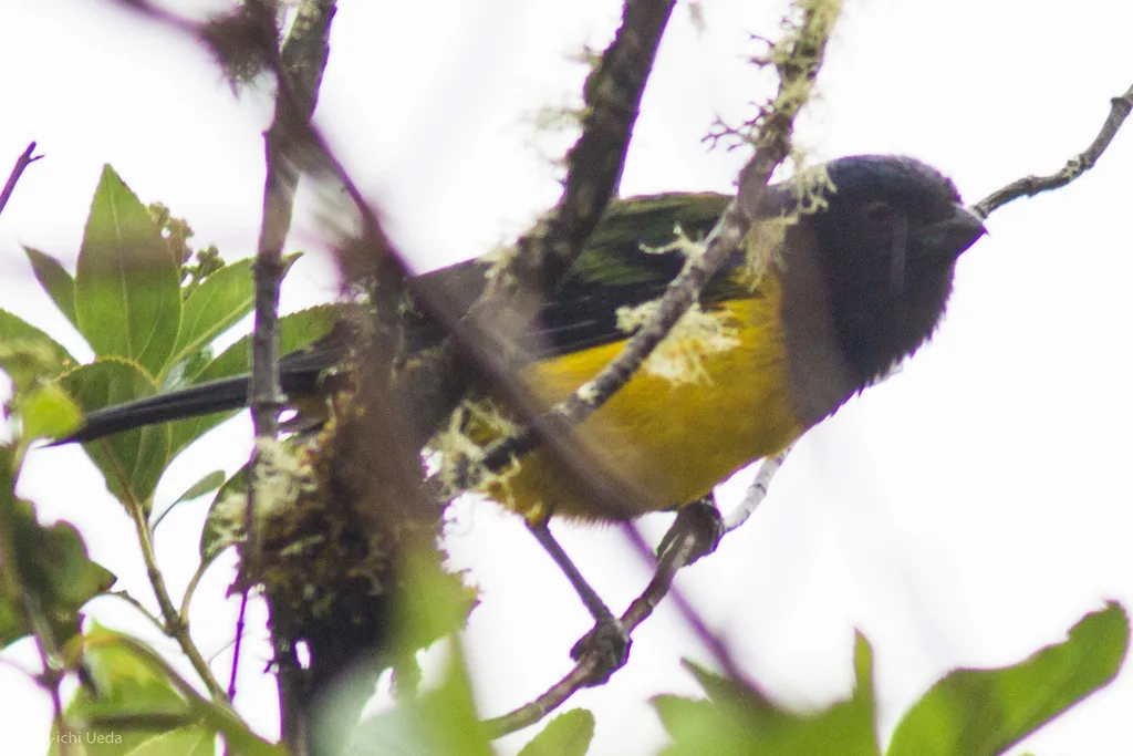 黑胸山裸鼻雀(Cnemathraupis eximia)