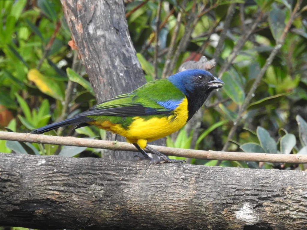 黑胸山裸鼻雀(Cnemathraupis eximia)