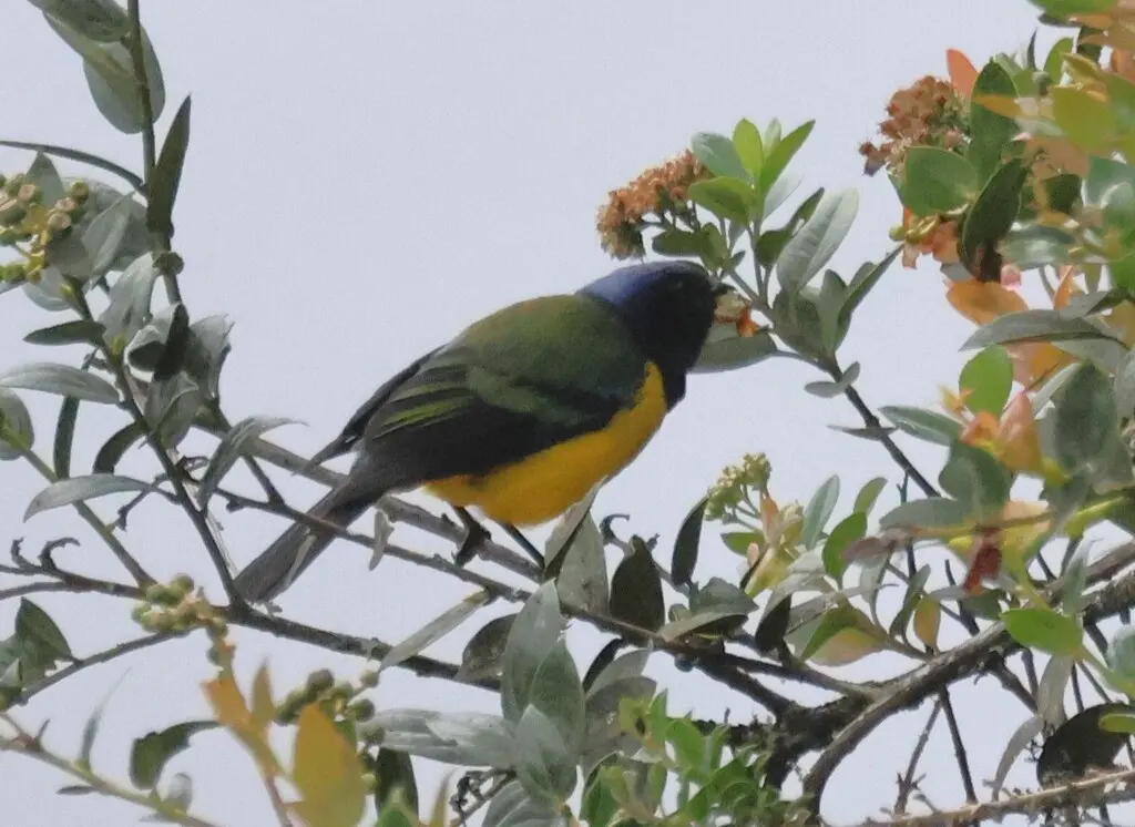 黑胸山裸鼻雀(Cnemathraupis eximia)
