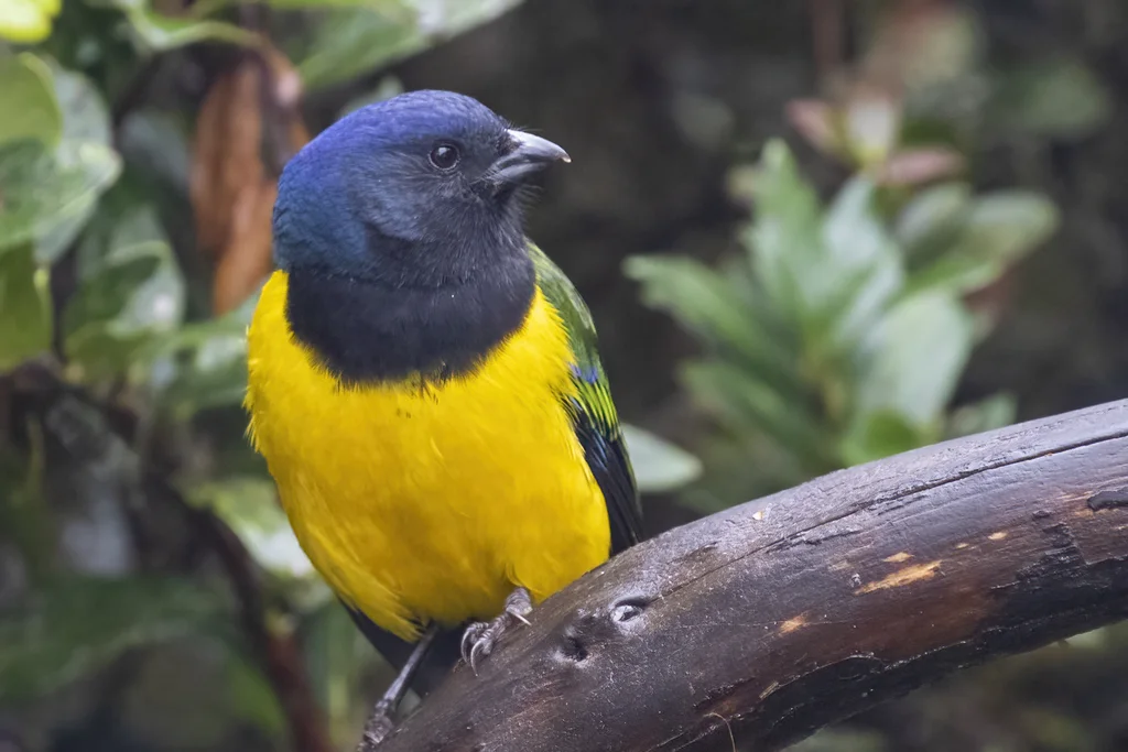 黑胸山裸鼻雀(Cnemathraupis eximia)