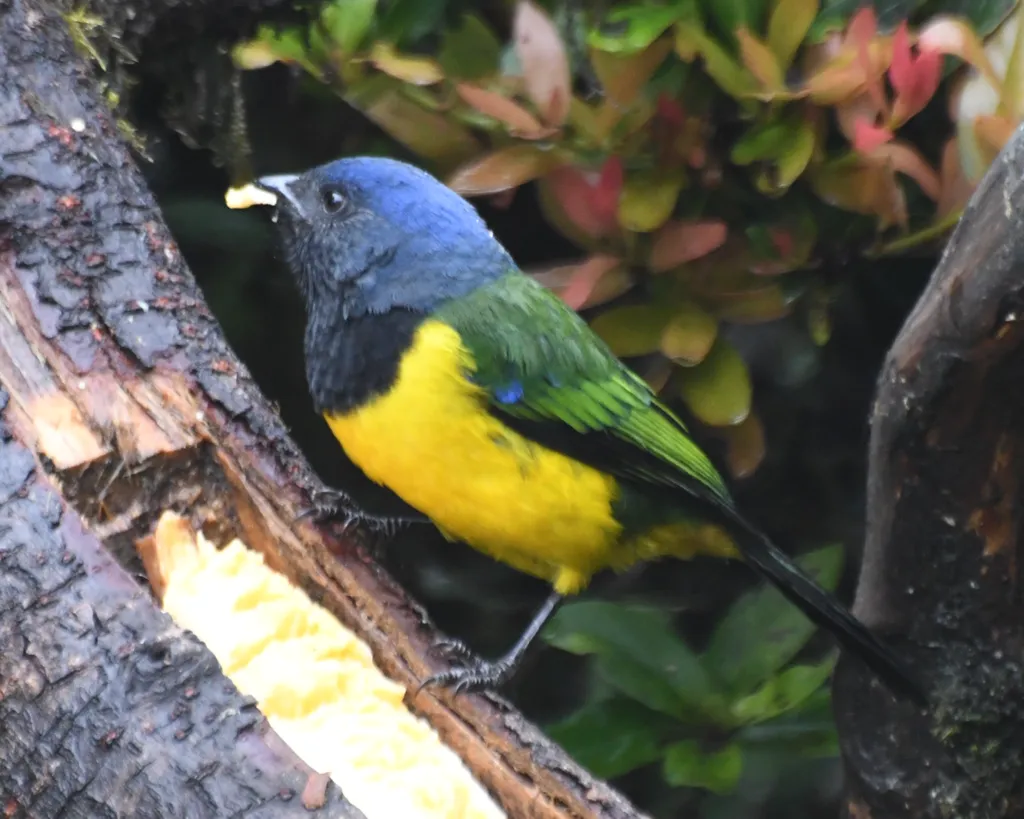黑胸山裸鼻雀(Cnemathraupis eximia)