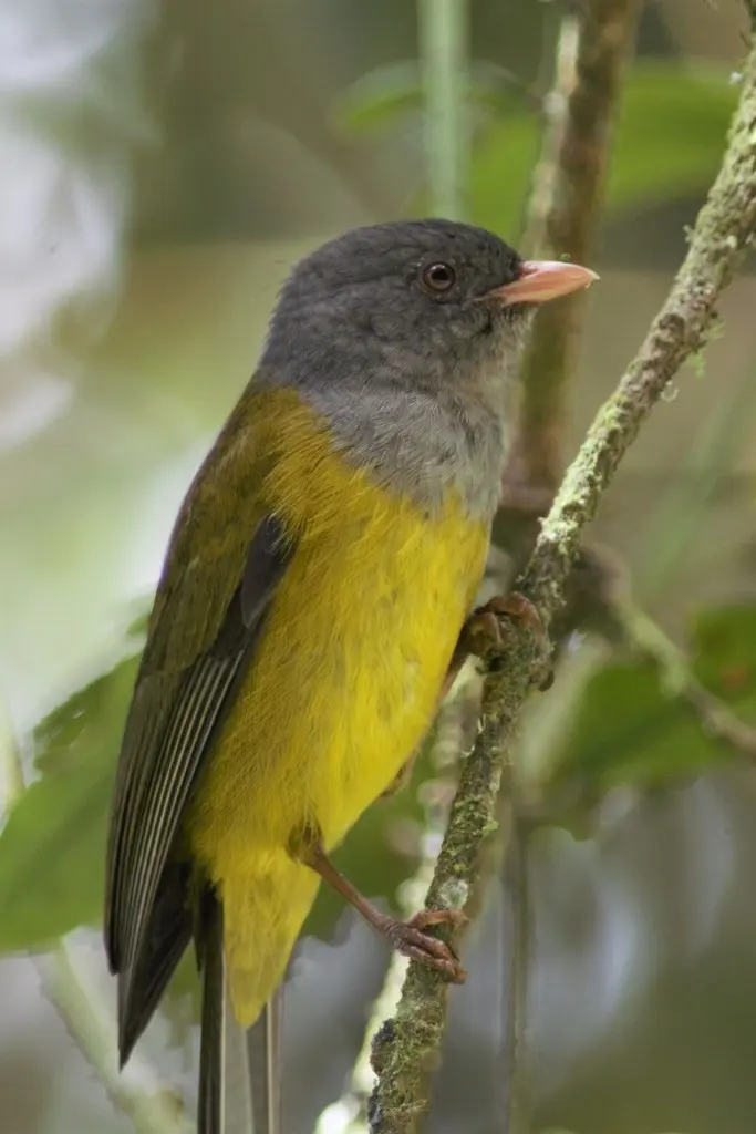 灰头薮唐纳雀（Cnemoscopus rubrirostris）