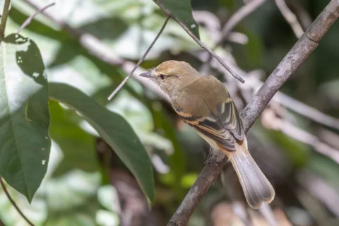 暗褐霸鹟