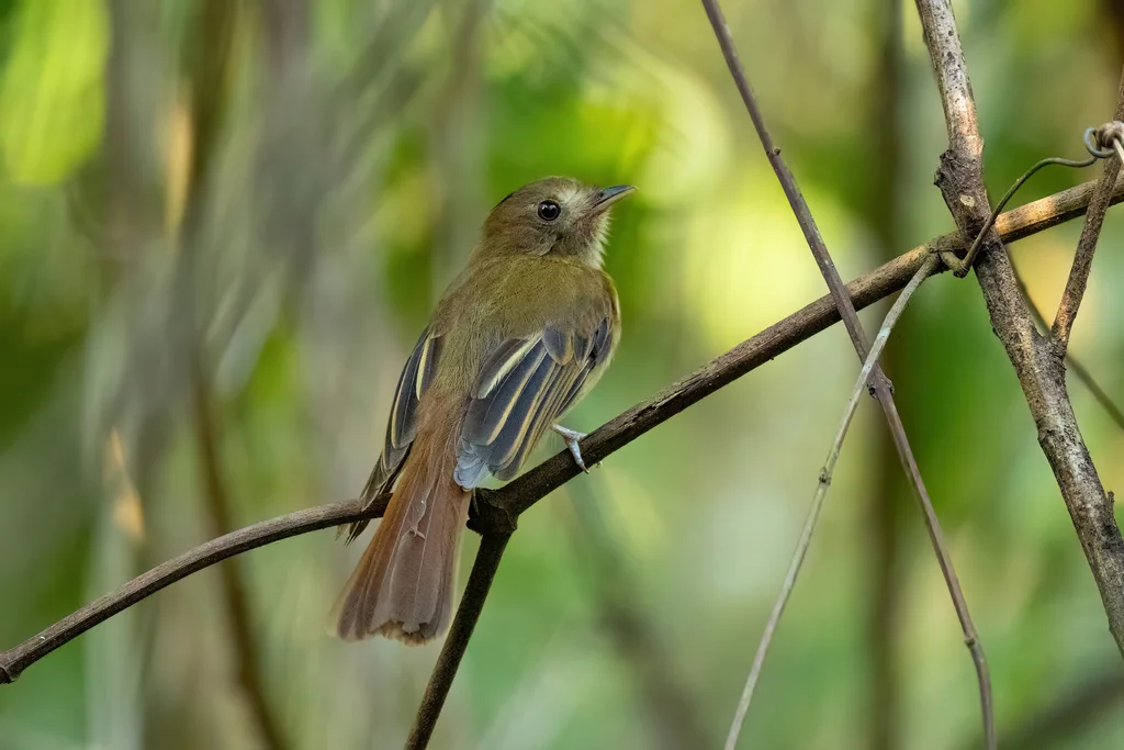 褐霸鹟(Cnipodectes subbrunneus)
