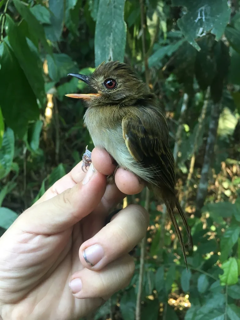 褐霸鹟(Cnipodectes subbrunneus)