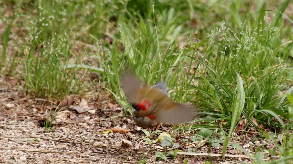 黑颊黄腹梅花雀(Coccopygia melanotis)