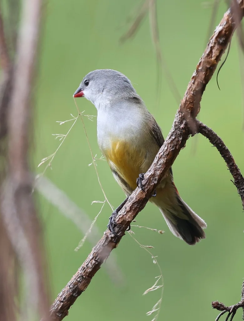 黄腹梅花雀(Coccopygia quartinia)
