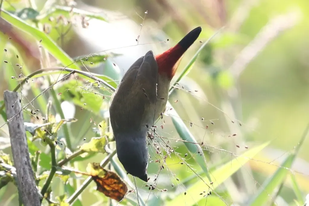 黄腹梅花雀(Coccopygia quartinia)