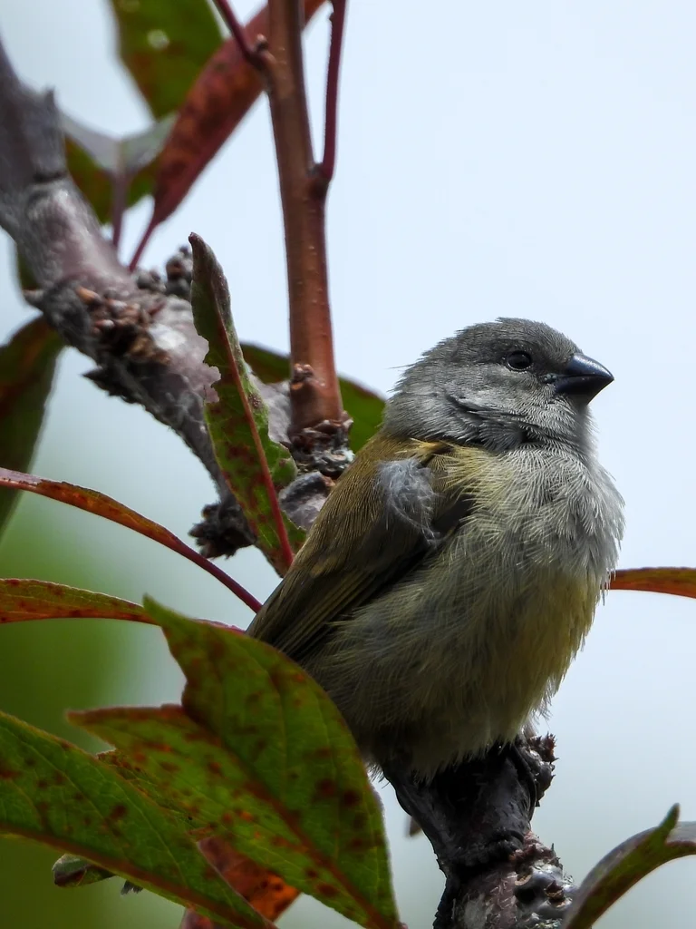 黄腹梅花雀(Coccopygia quartinia)