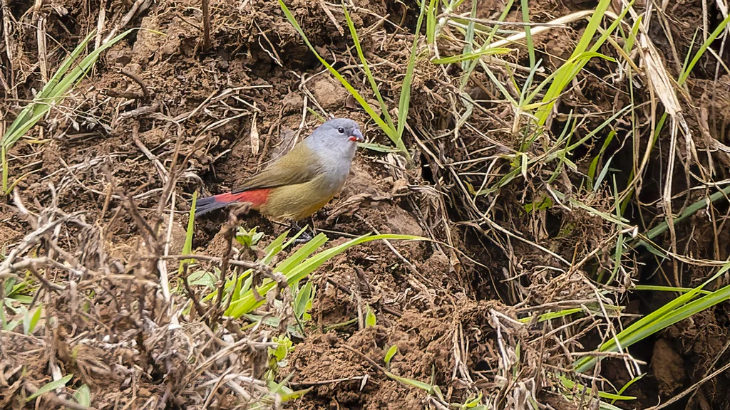 黄腹梅花雀(Coccopygia quartinia)