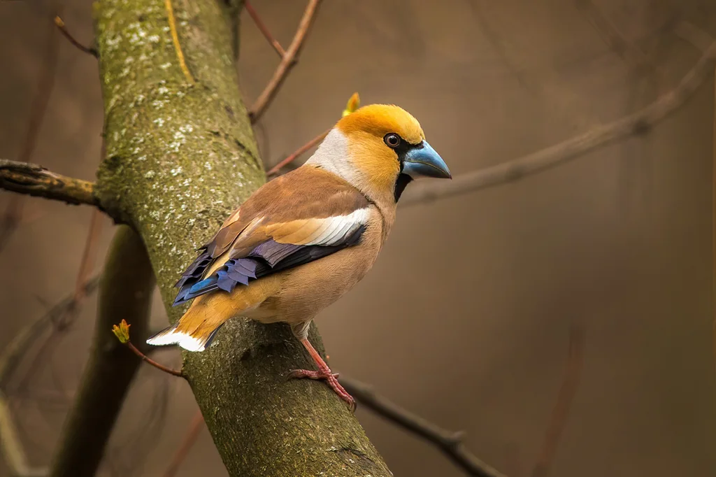 锡嘴雀(Coccothraustes coccothraustes)