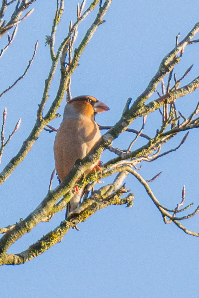 锡嘴雀(Coccothraustes coccothraustes)