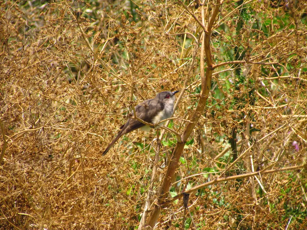 灰美洲鹃(Coccycua cinerea)