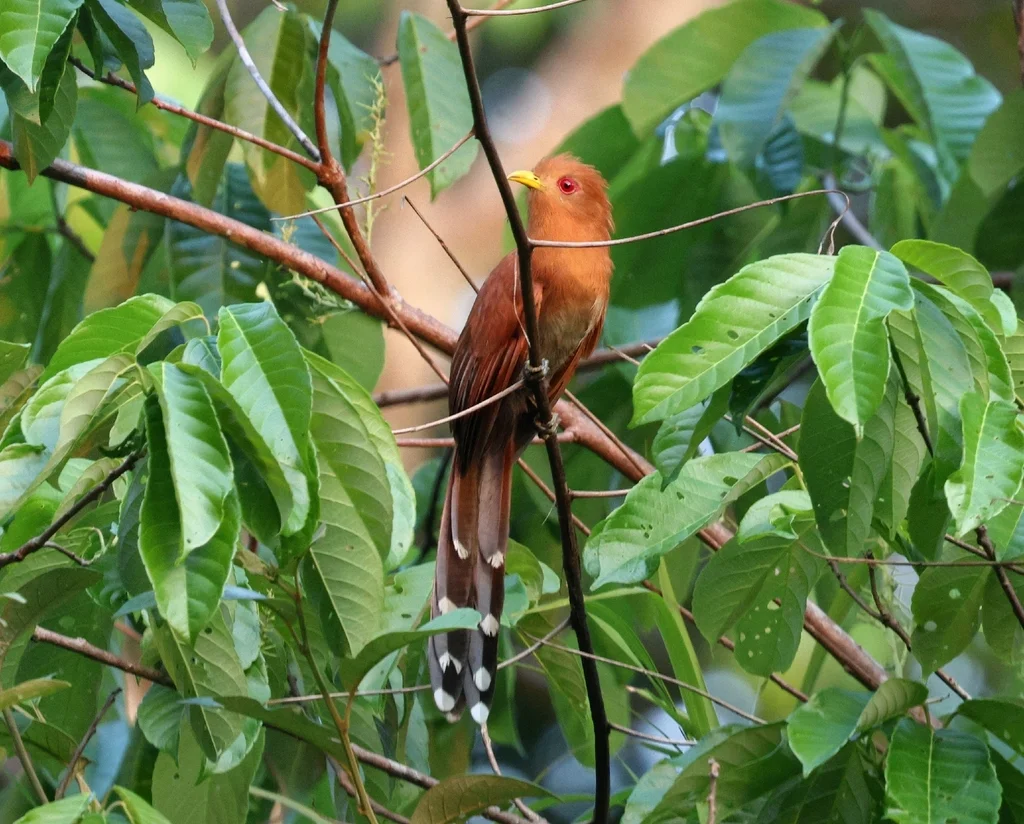 小棕鹃（Coccycua minuta）