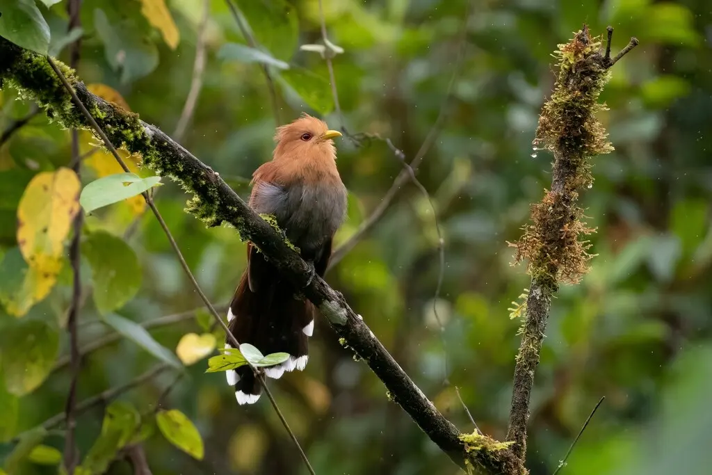 小棕鹃（Coccycua minuta）