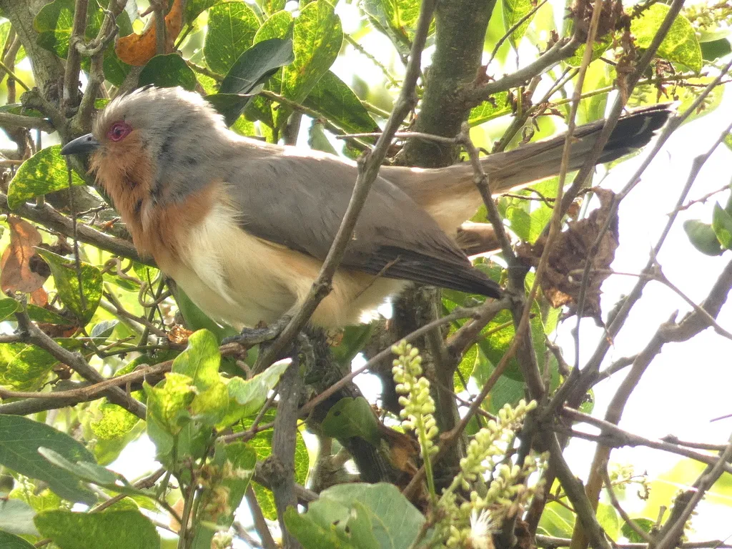 小美洲鹃(Coccycua pumila)