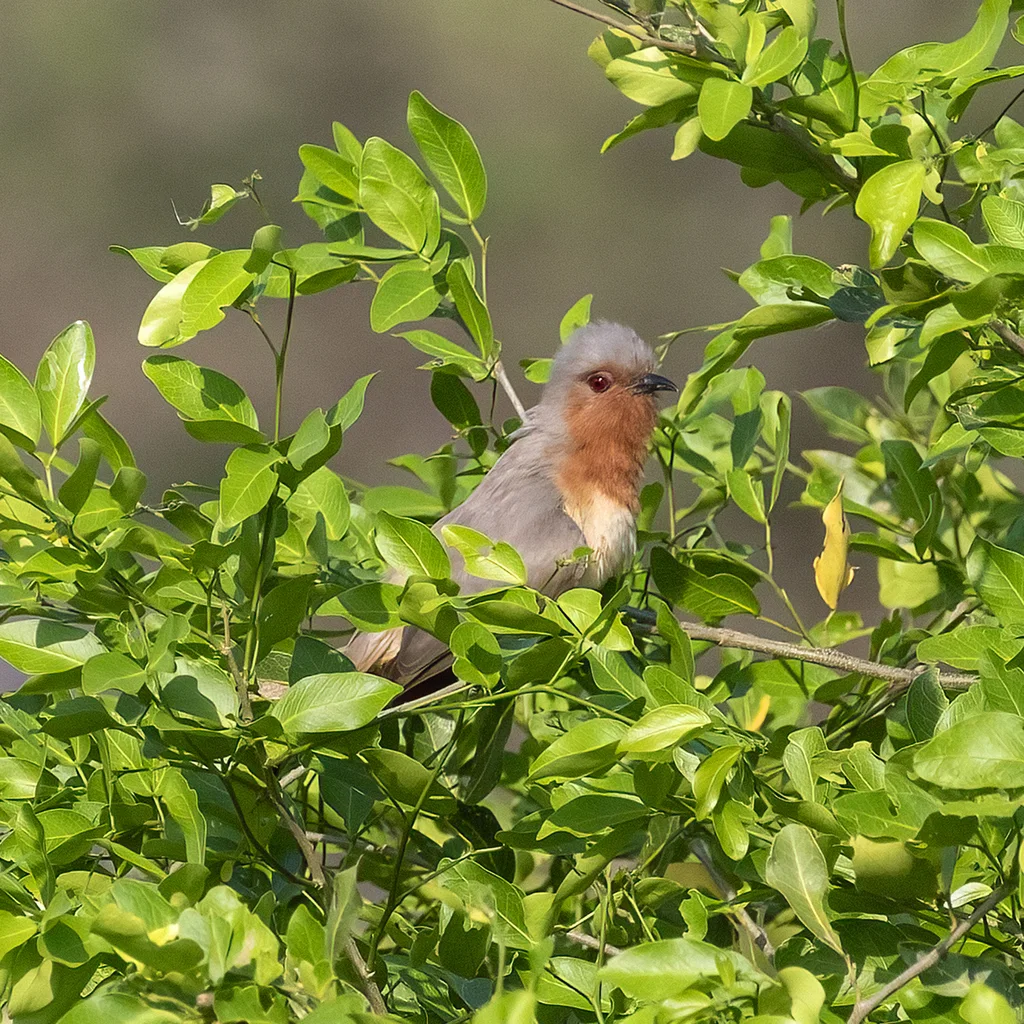 小美洲鹃(Coccycua pumila)