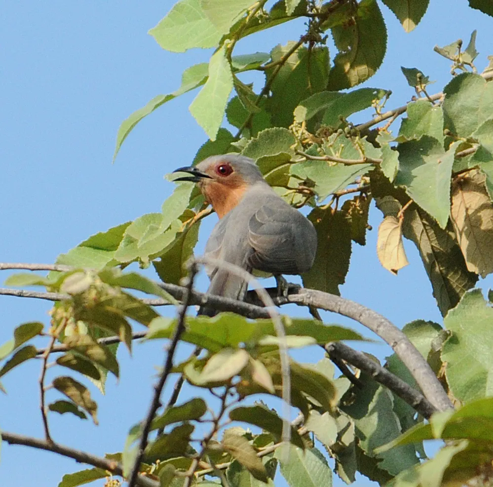 小美洲鹃(Coccycua pumila)