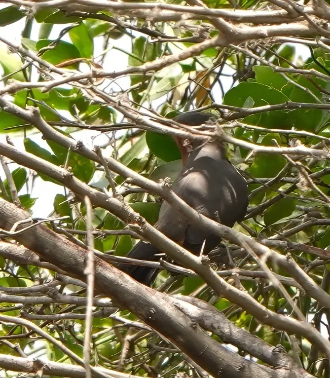 小美洲鹃(Coccycua pumila)