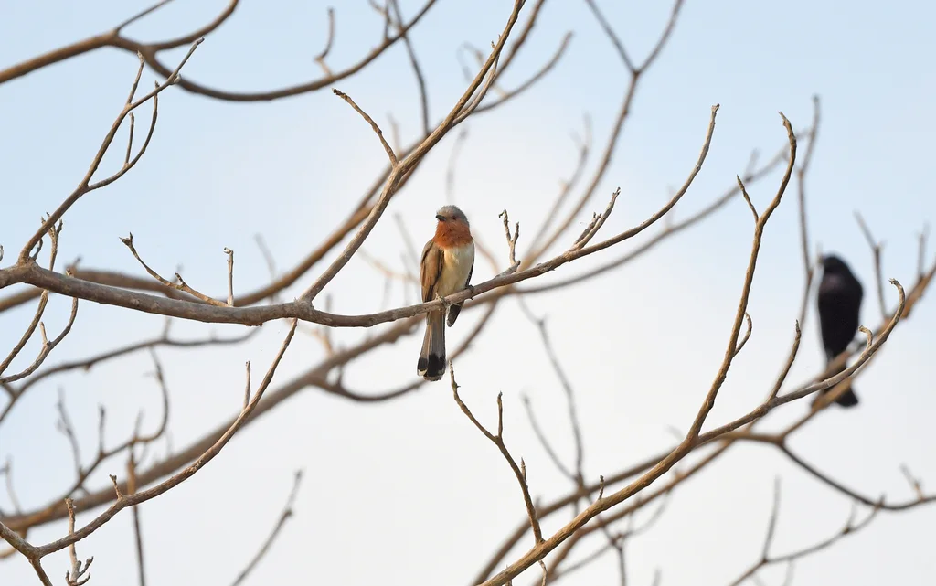 小美洲鹃(Coccycua pumila)