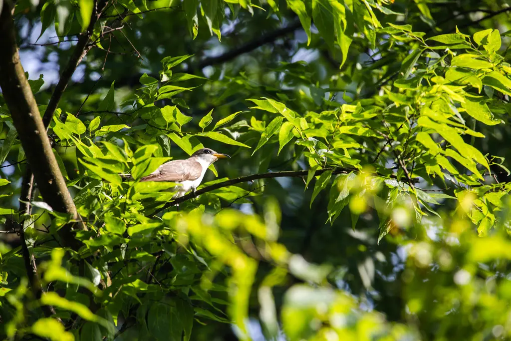黄嘴美洲鹃(Coccyzus americanus)