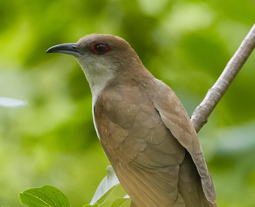 黑嘴美洲鹃(Coccyzus erythropthalmus)