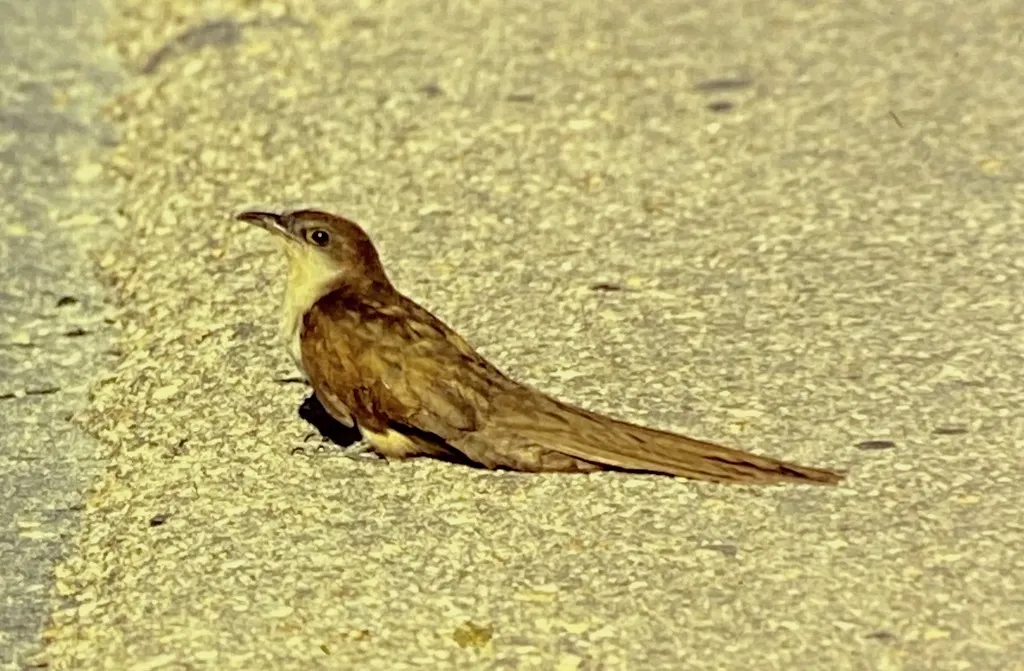 黑嘴美洲鹃(Coccyzus erythropthalmus)
