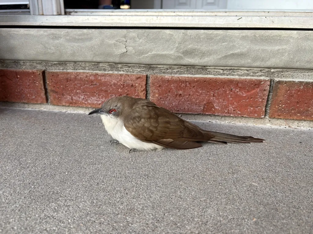 黑嘴美洲鹃(Coccyzus erythropthalmus)