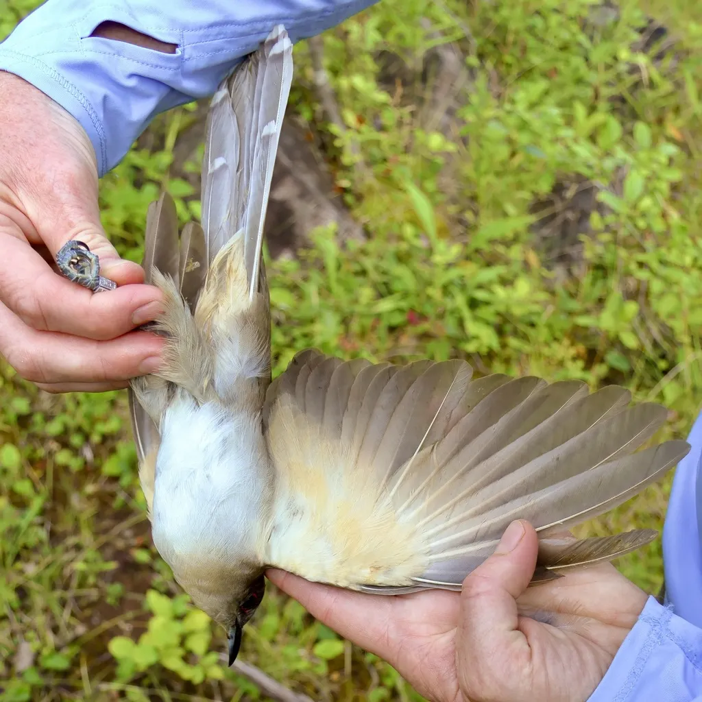 黑嘴美洲鹃(Coccyzus erythropthalmus)