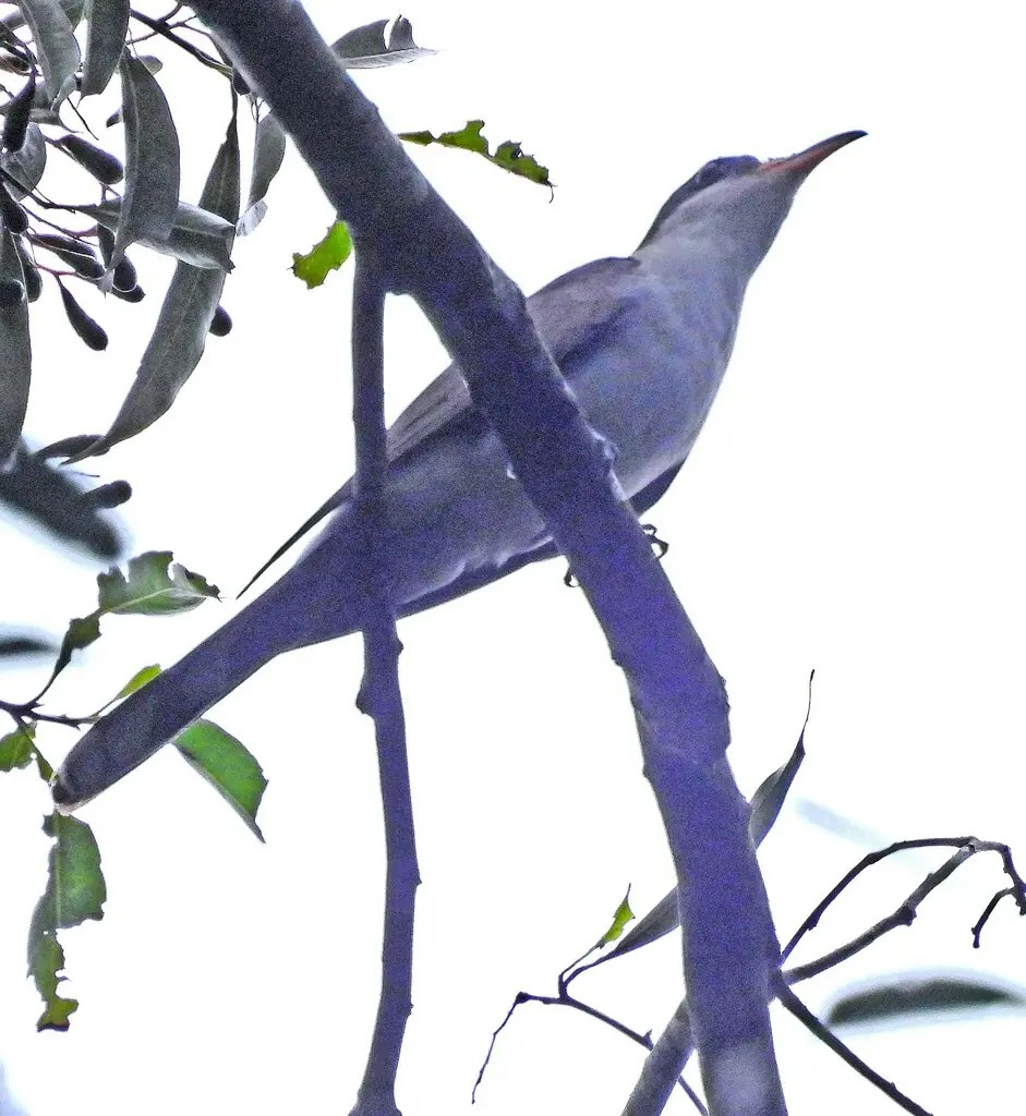 珠胸美洲鹃(Coccyzus euleri)