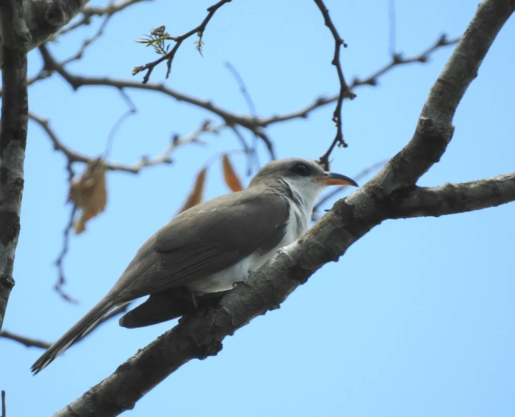 珠胸美洲鹃(Coccyzus euleri)