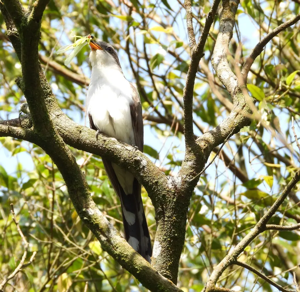 珠胸美洲鹃(Coccyzus euleri)